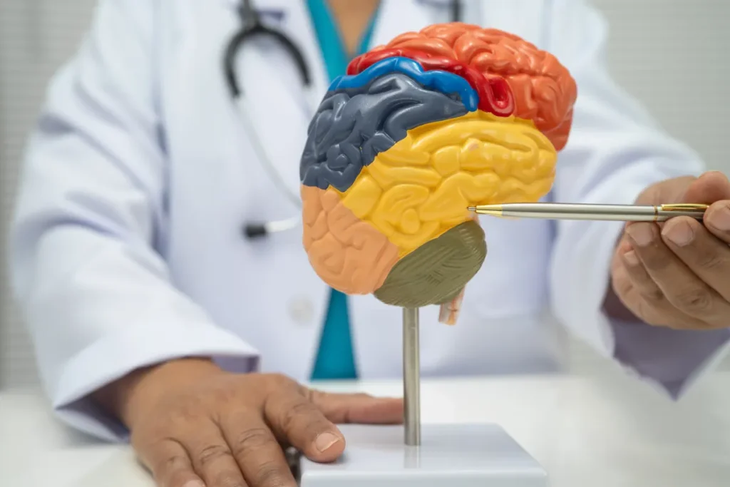 Doctor points to a model of the human brain